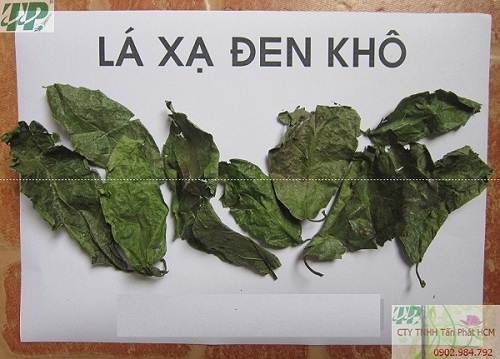 Địa chỉ bán cây xạ đen tại quận Tân Phú chất lượng