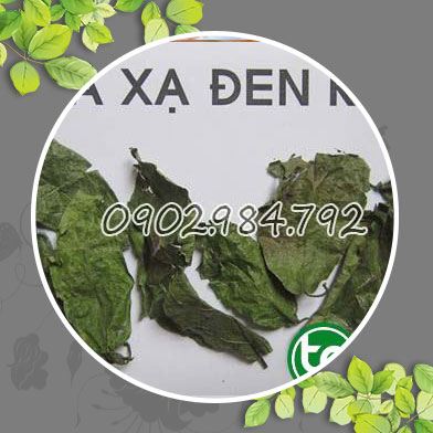 Cung cấp sỉ lẻ cây xạ đen tại Bình Định bệnh viêm nhiễm