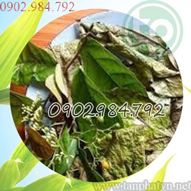 địa chỉ bán cây xạ đen tại Bắc Ninh giao hàng nhanh