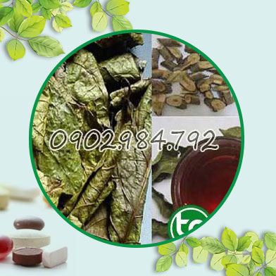 địa chỉ bán cây xạ đen tại Hòa Bình uy tín