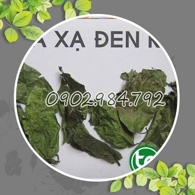 địa chỉ bán cây xạ đen tại Lạng Sơn chất lượng