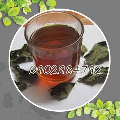 địa chỉ bán cây xạ đen tại Ninh Bình giá tốt