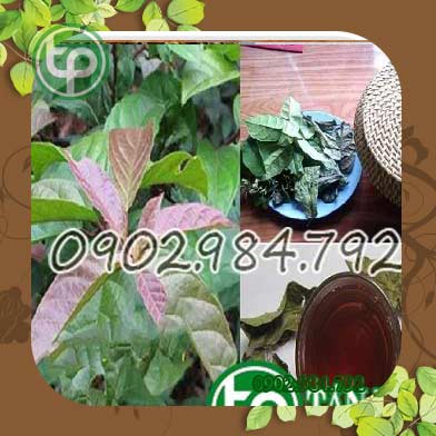 địa chỉ bán cây xạ đen tại thành phố vĩnh yên