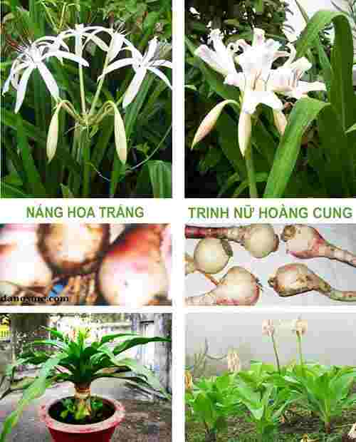 Địa chỉ mua bán trinh nữ hoàng cung tại Bình Dương tăng cường sức khỏe