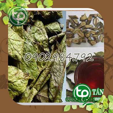 Phân phối sỉ lẻ cây xạ đen tại quận 9 bệnh viêm nhiễm
