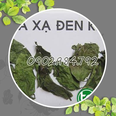 Phân phối sỉ lẻ cây xạ đen tại Trà Vinh giá tốt