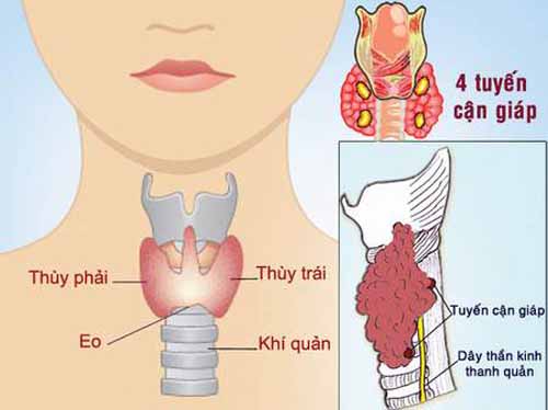 Người mắc suy giáp nên chia nhiều bữa ăn nhỏ trong ngày để tiêu hóa tốt hơn.