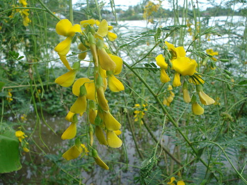 cây điên điển