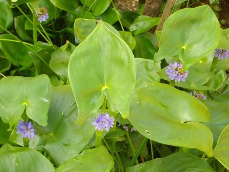 bài thuốc từ  rau mác