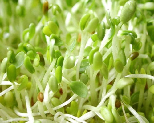 giá đỗ trị táo bón hiệu quả