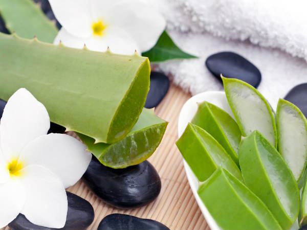 bài thuốc quý từ cây lô hội