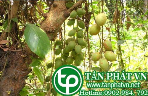 Giâu gia kích thích tiêu hóa, trị mụn nhọt, lở loét, dị ứng