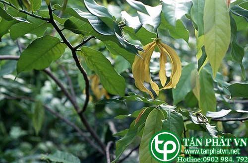 Giẻ trị đau dạ dày, tiêu hóa kém, viêm thận,thấp khớp