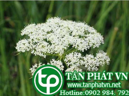 Giần sàng trị lạnh tử cung, liệt dương, khí hư, xích bạch đới