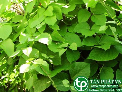 Giềng giềng đẹp trị bệnh trĩ, giảm đau, chữa co giật