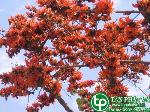 Giềng giềng trị rắn độc cắn, ỉa chảy, kiết lỵ
