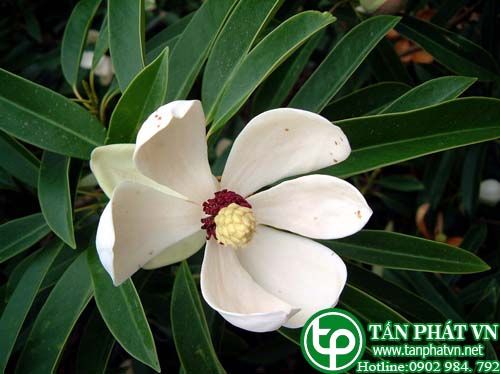 Giổi trị táo bón, ho khan