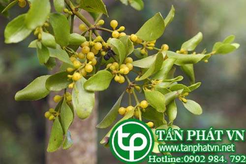 Ghi lá xoan trị sốt và các loại bệnh khác