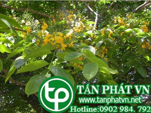 Giáng hương ấn tri ỉa chảy mãn tính, đau dạ dày, tim hồi hộp, thấp khớp