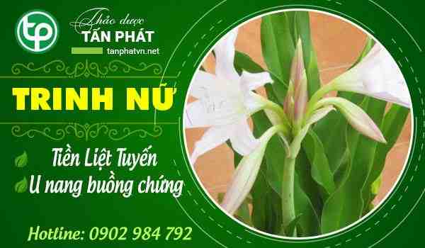 công dụng trinh nữ hoàng cung tại Ninh Thuận tăng cường sức khỏe